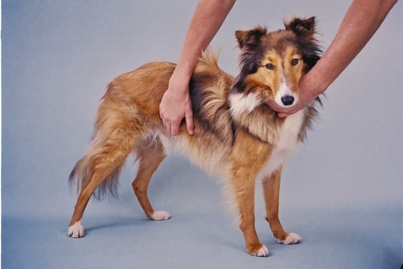 A long-haired dog being gently held steady during grooming
