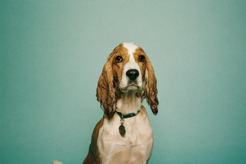 A wet spaniel mid-bath