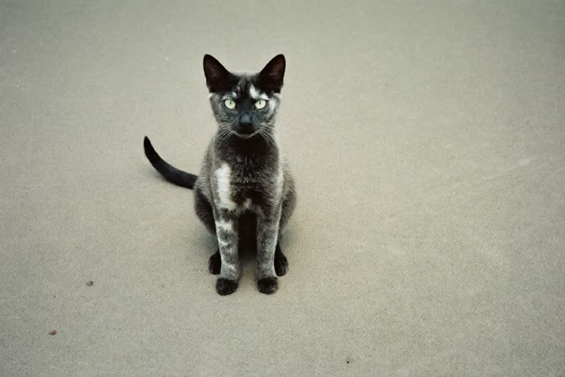 A well-brushed cat
