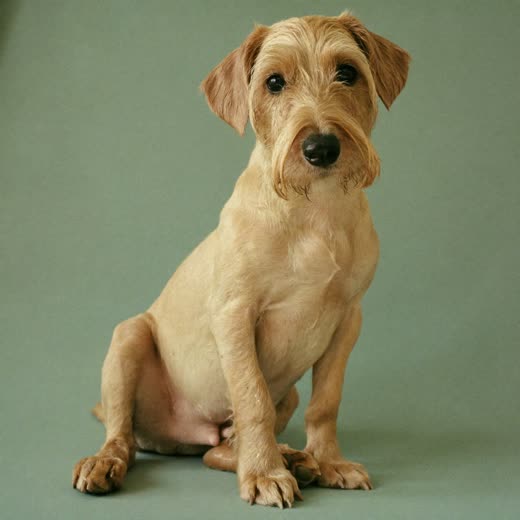 A small terrier freshly bathed