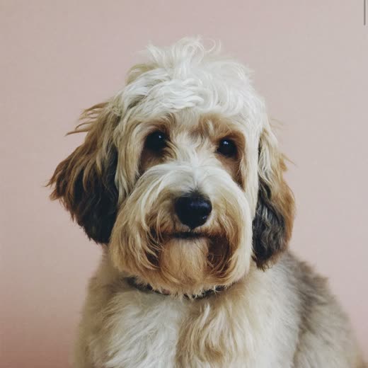 A cockapoo with a neatly trimmed coat