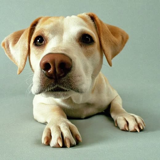 A dog's paw with neatly clipped nails