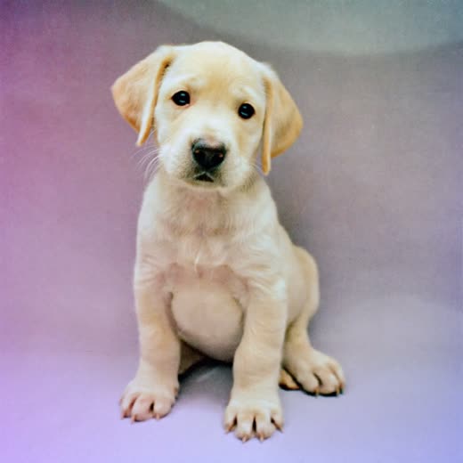 A young puppy